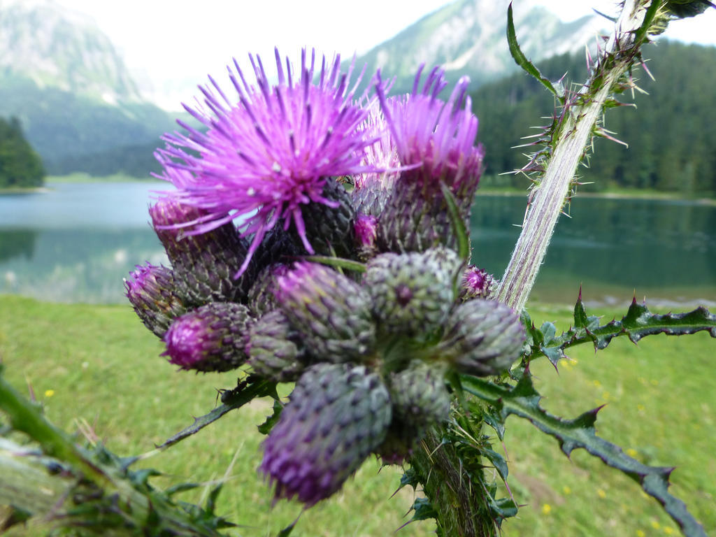 Näfels Berghotel Obersee المظهر الخارجي الصورة